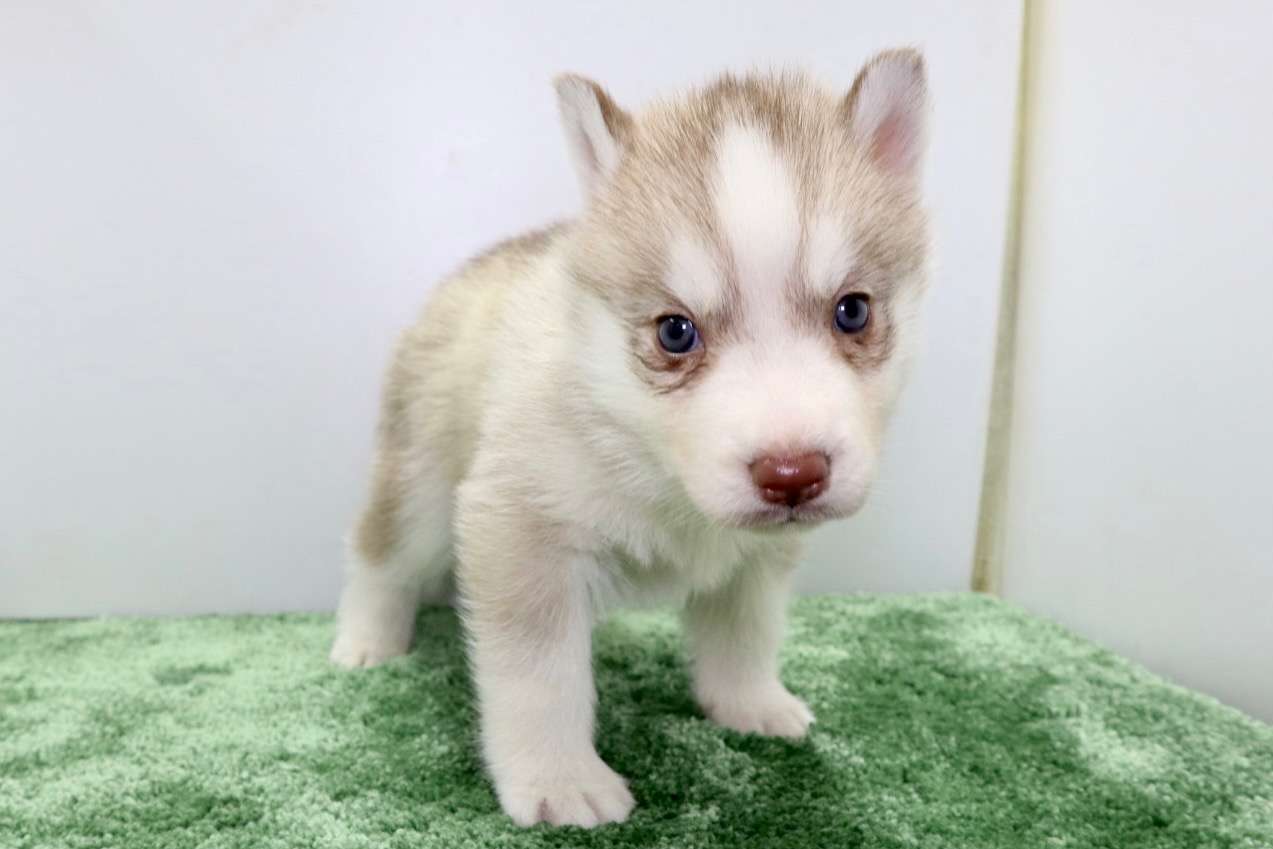 シベリアンハスキーの子犬ちゃんの写真を更新しました！