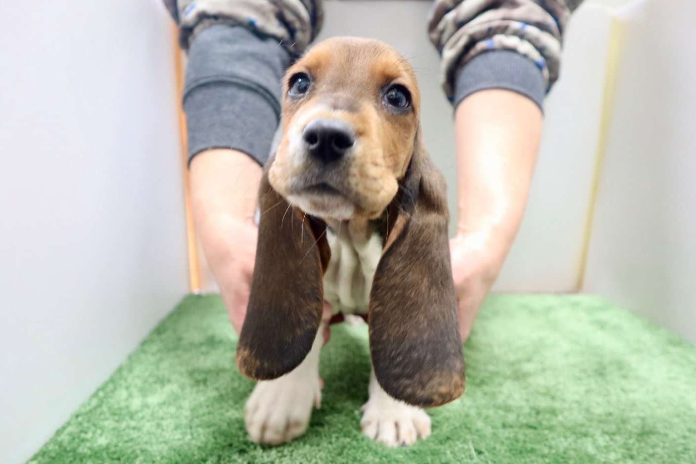 ご家族様が決まりました♪