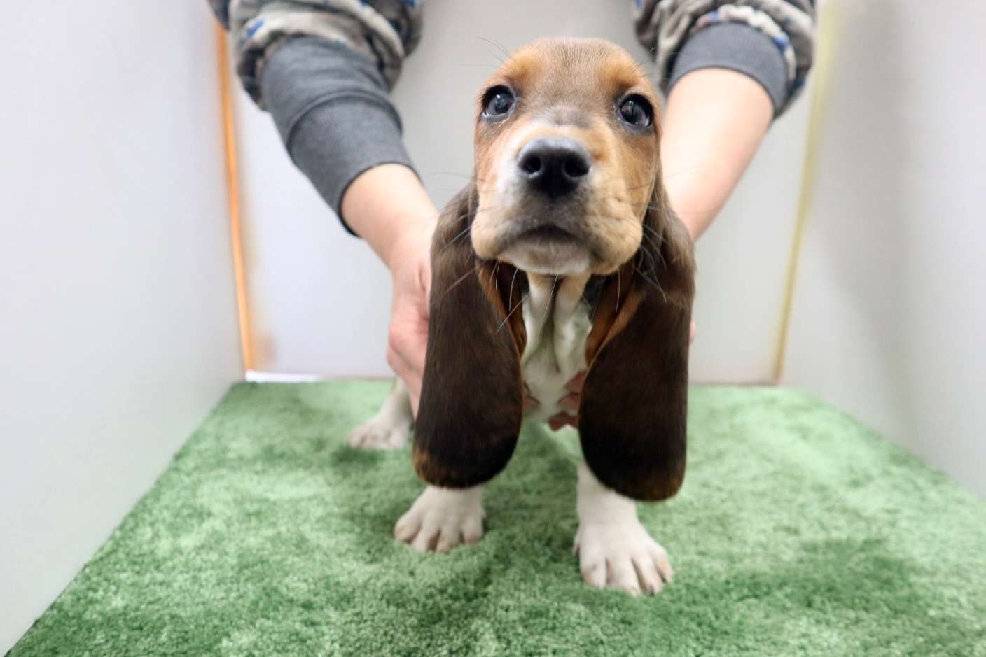 ご家族様が決まりました♪