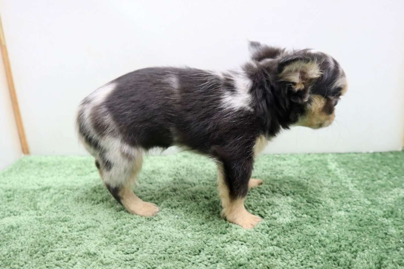 ご家族様が決まりました♪