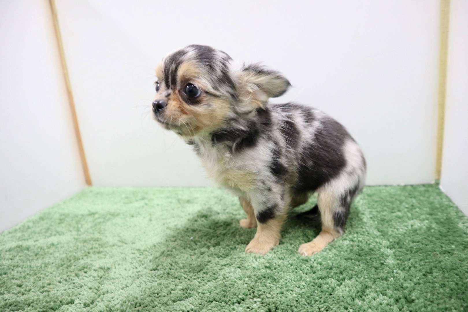 ご家族様が決まりました♪