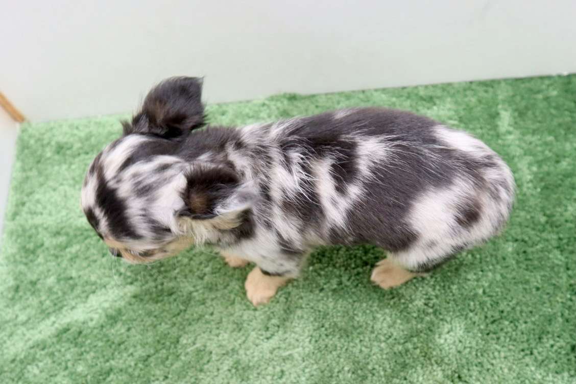 ご家族様が決まりました♪