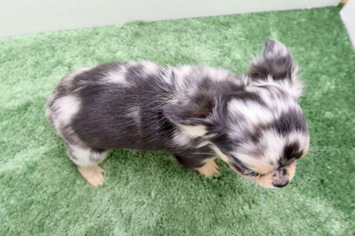 ご家族様が決まりました♪