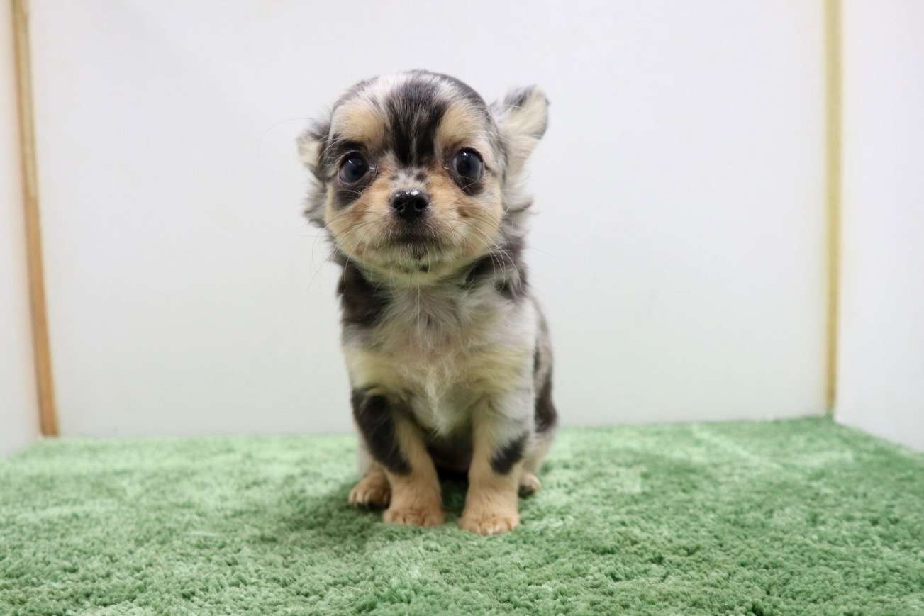 ご家族様が決まりました♪