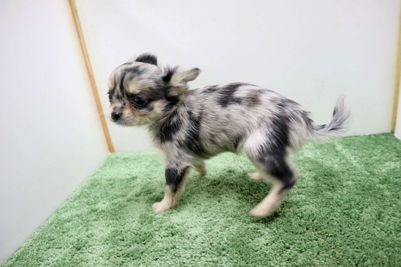 ご家族様が決まりました♪