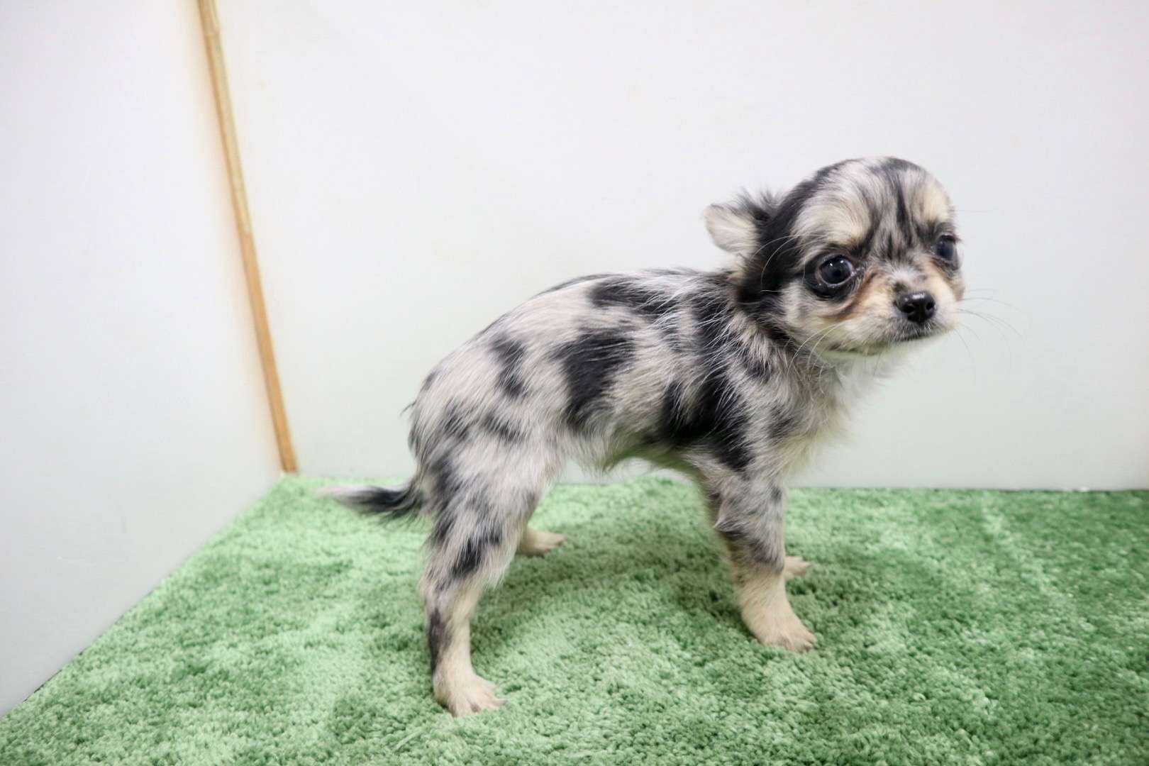 ご家族様が決まりました♪