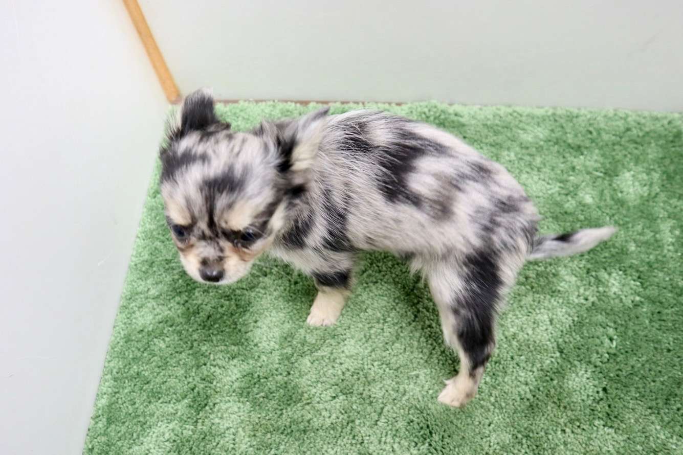 ご家族様が決まりました♪