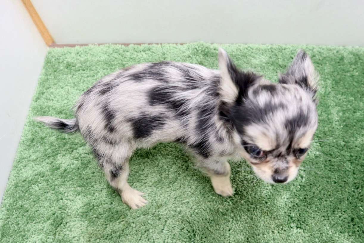 ご家族様が決まりました♪