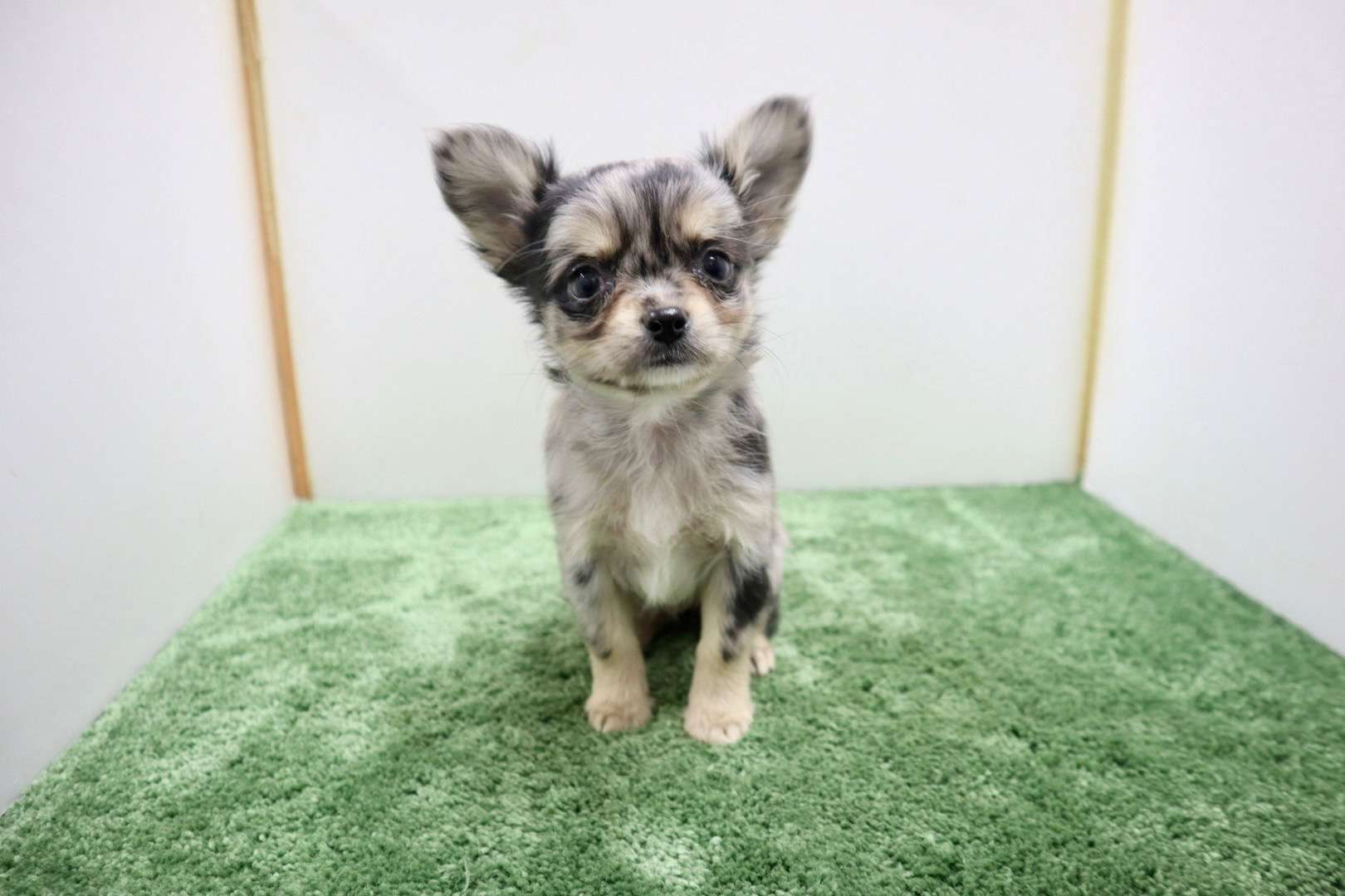 ご家族様が決まりました♪