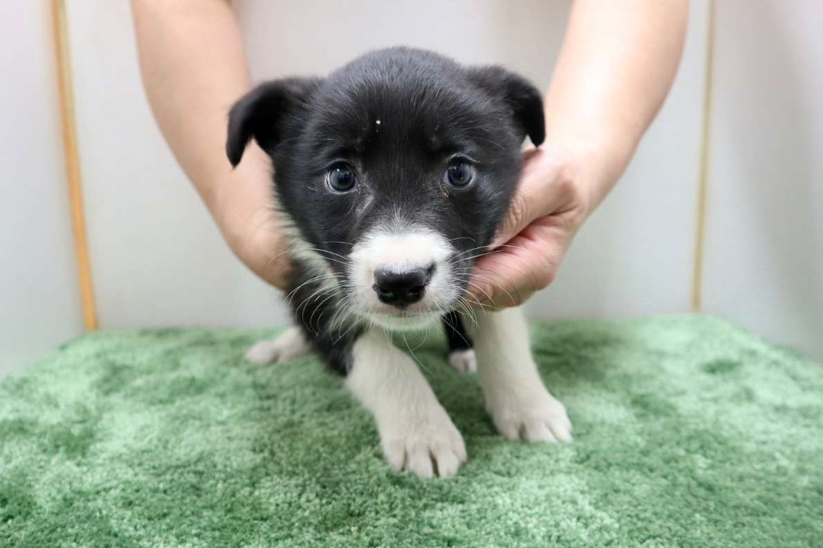 ご家族様が決まりました♪