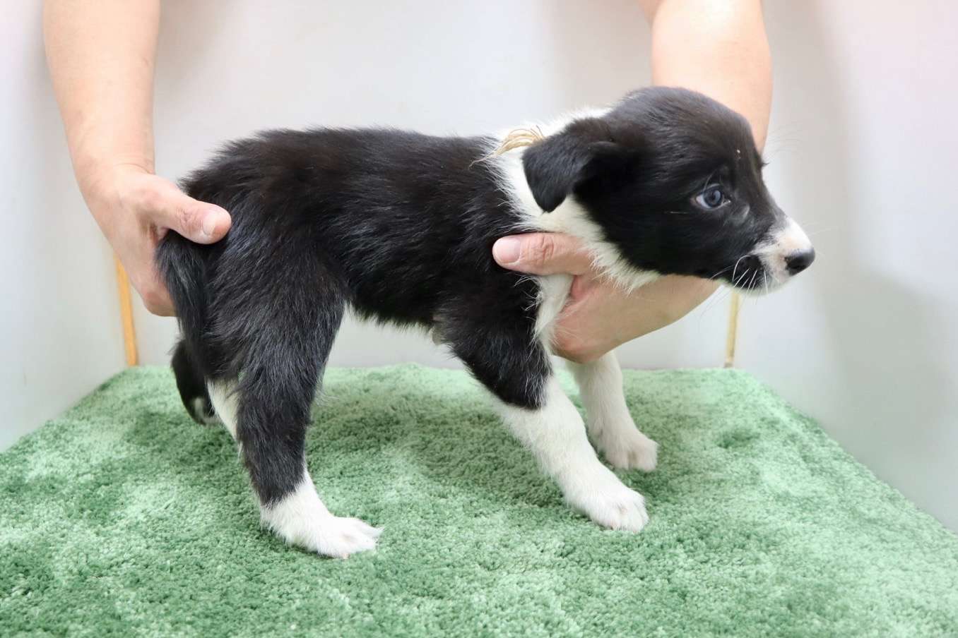 ご家族様が決まりました♪