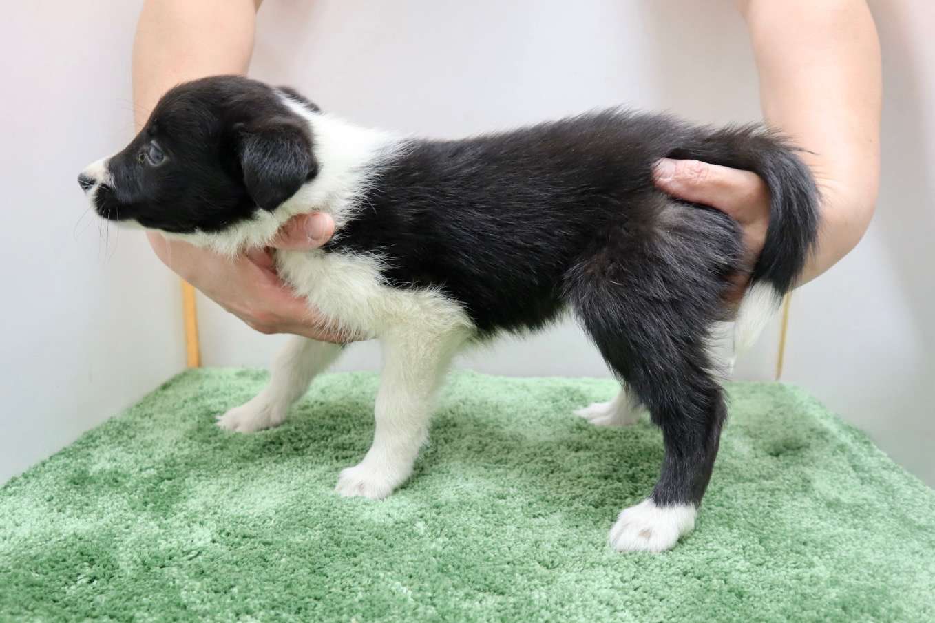 ご家族様が決まりました♪