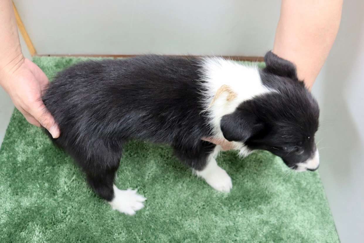 ご家族様が決まりました♪