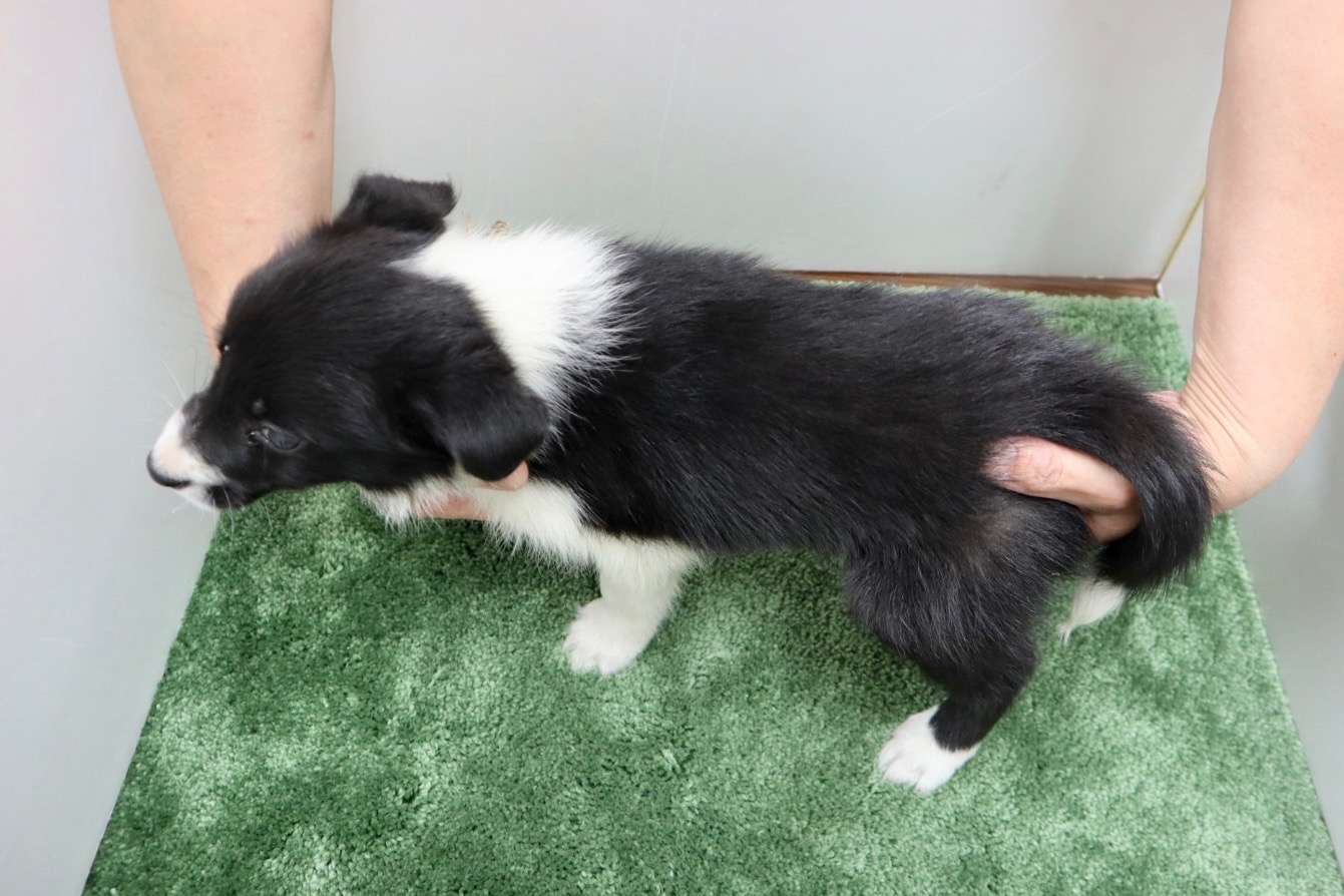 ご家族様が決まりました♪