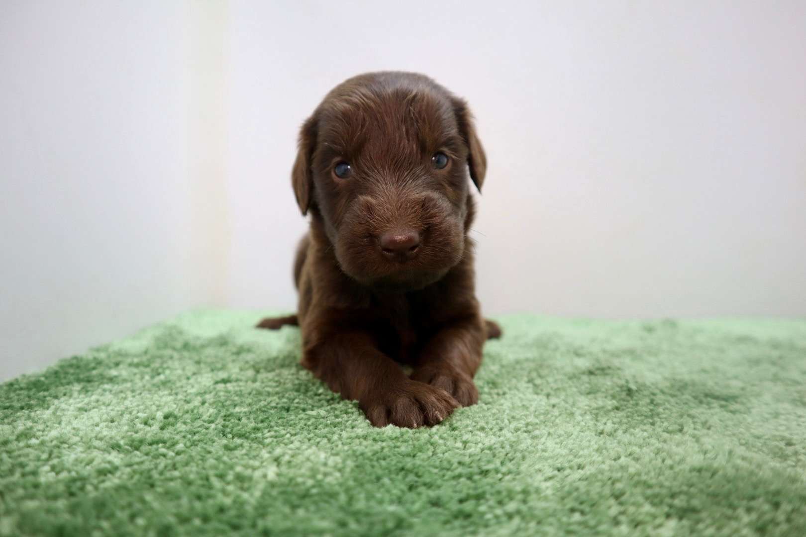 ご家族様が決まりました♪