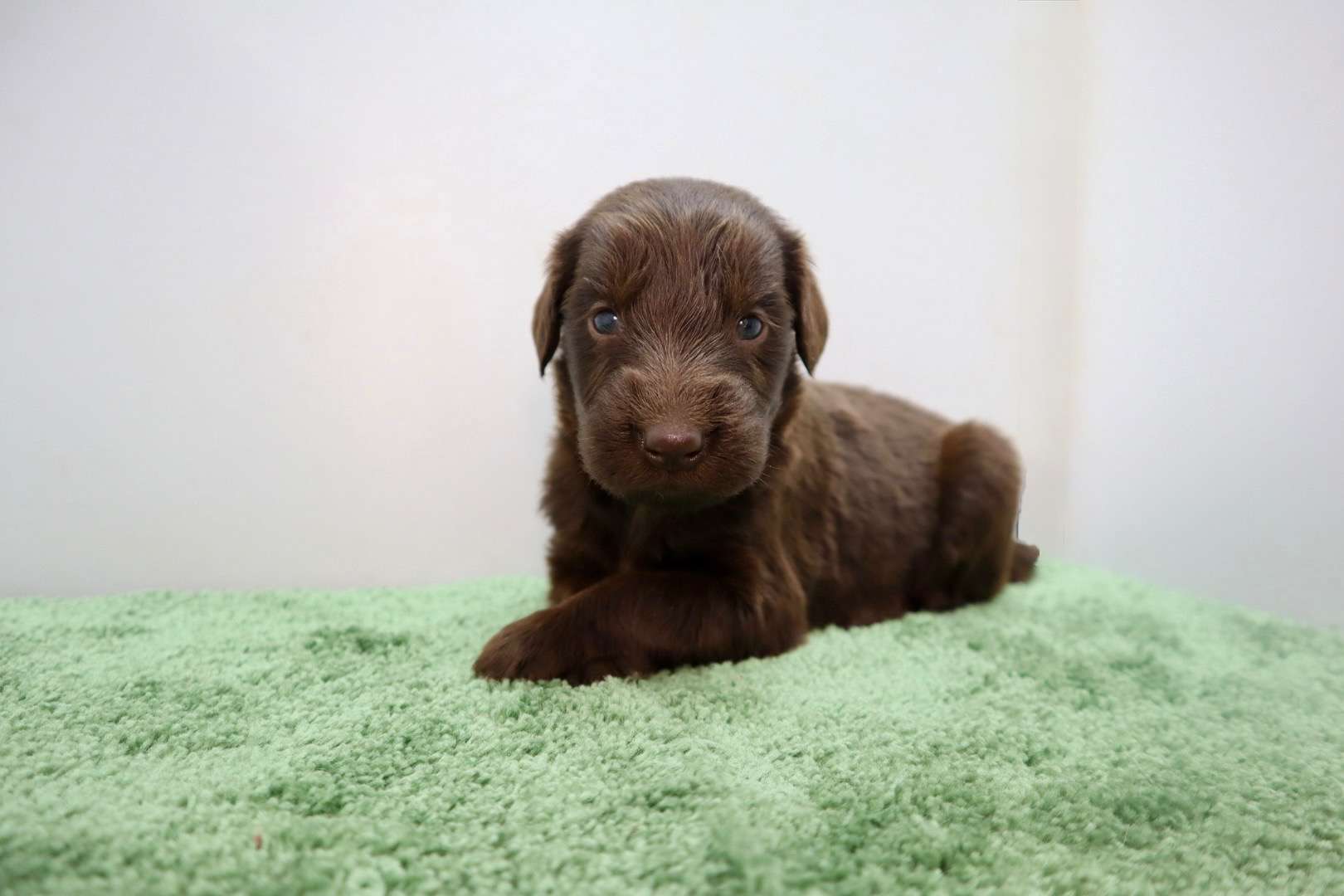 ご家族様が決まりました♪