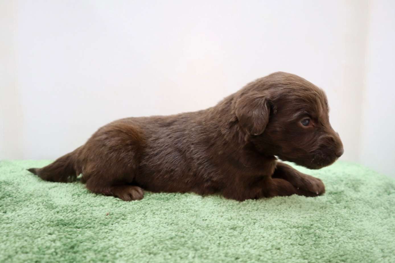 ご家族様が決まりました♪