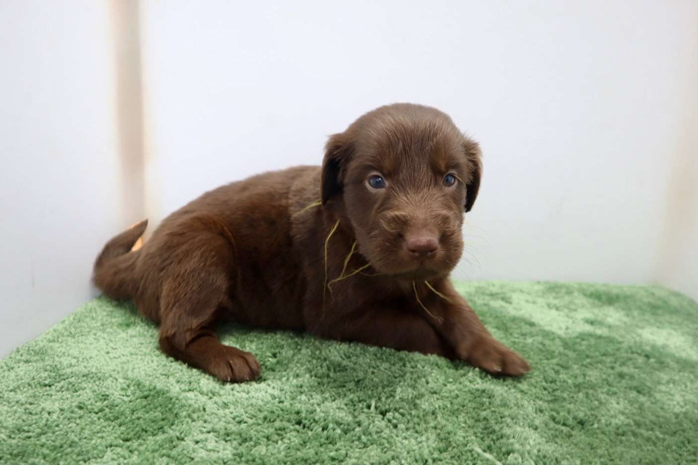 ご家族様が決まりました♪