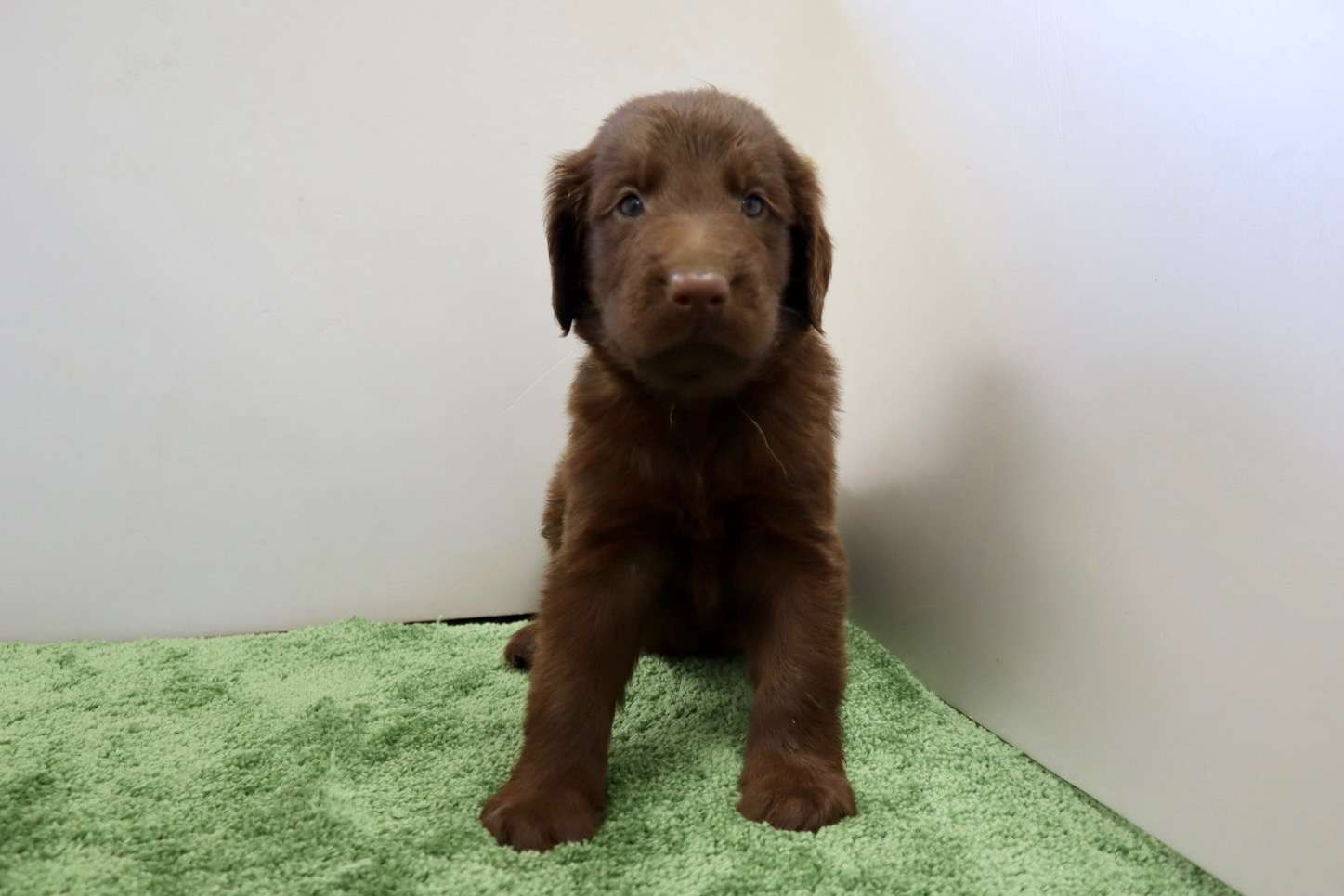 ご家族様が決まりました♪