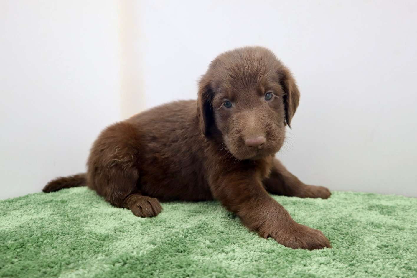 ご家族様が決まりました♪