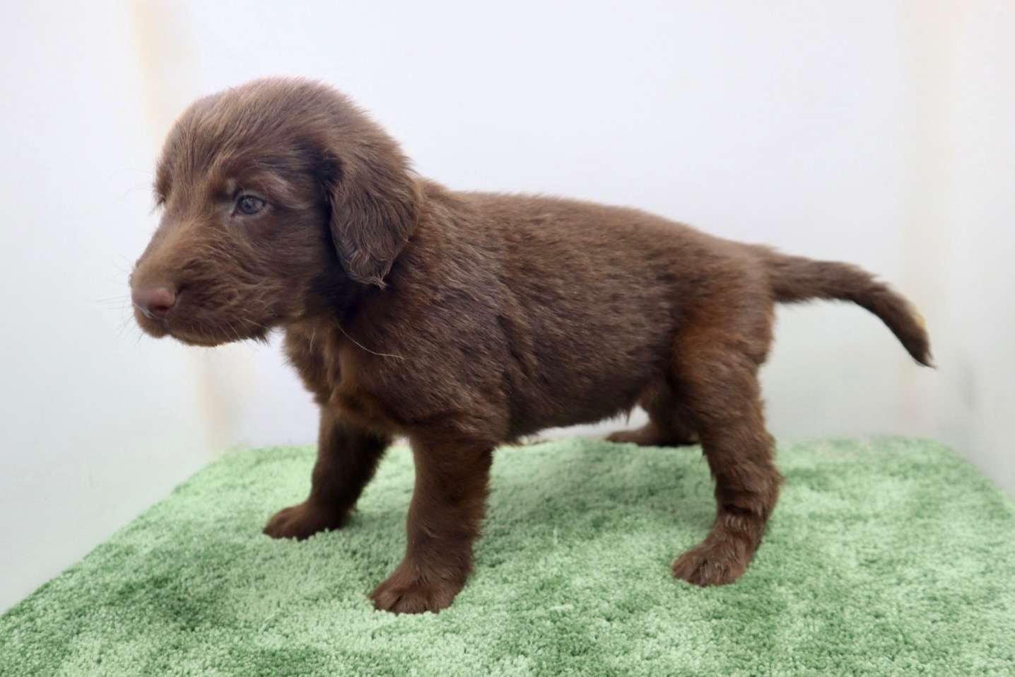 ご家族様が決まりました♪