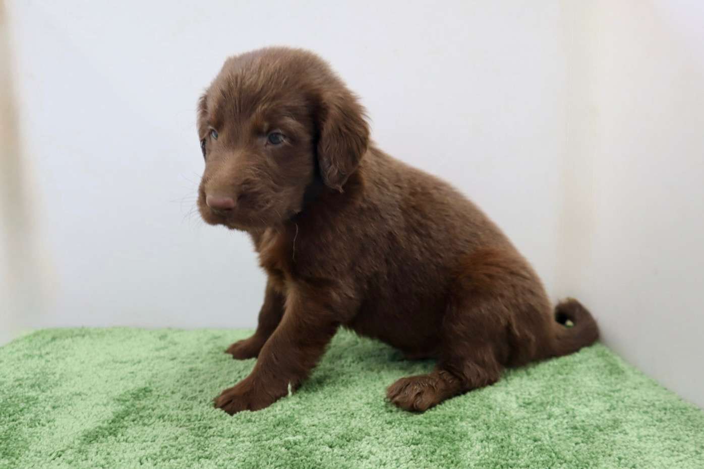 ご家族様が決まりました♪