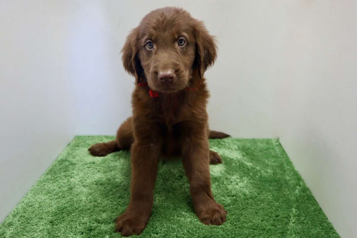 ご家族様が決まりました♪