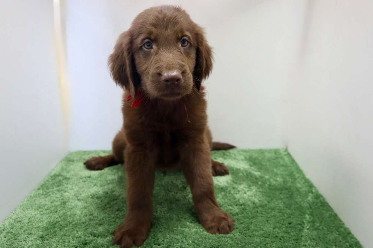 ご家族様が決まりました♪