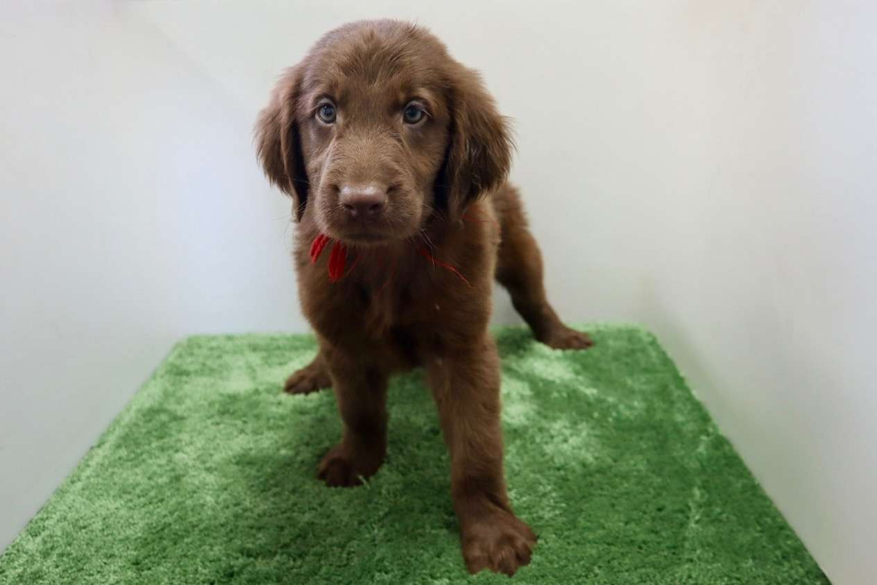 ご家族様が決まりました♪