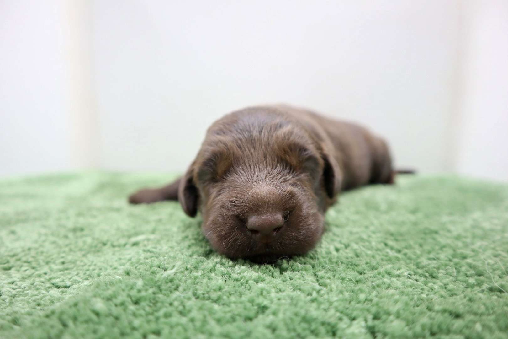 ご家族様が決まりました♪