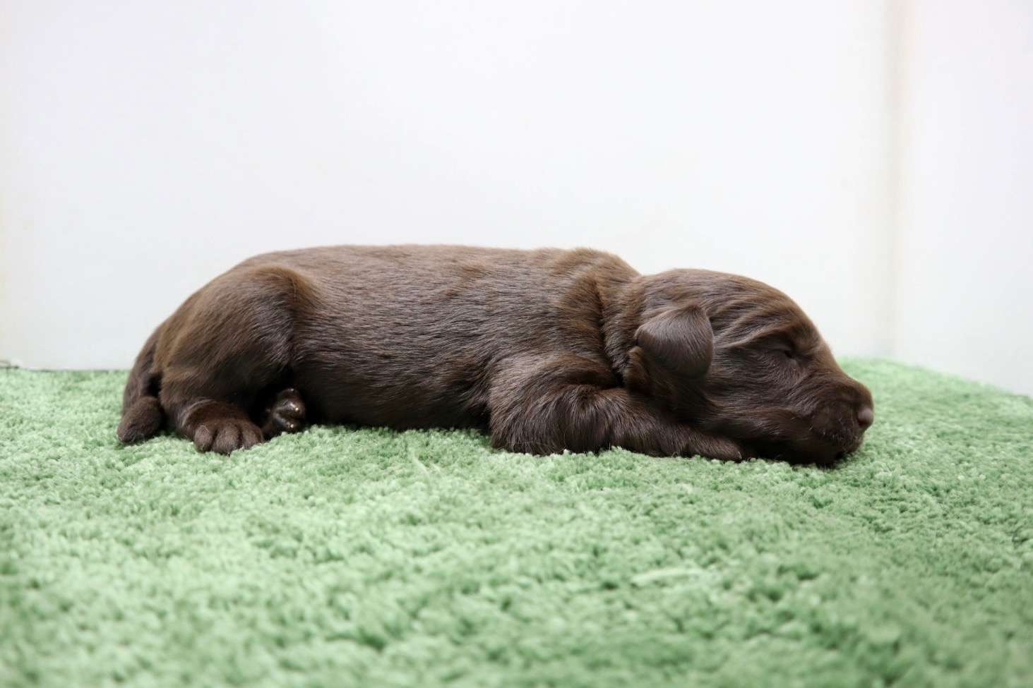 ご家族様が決まりました♪