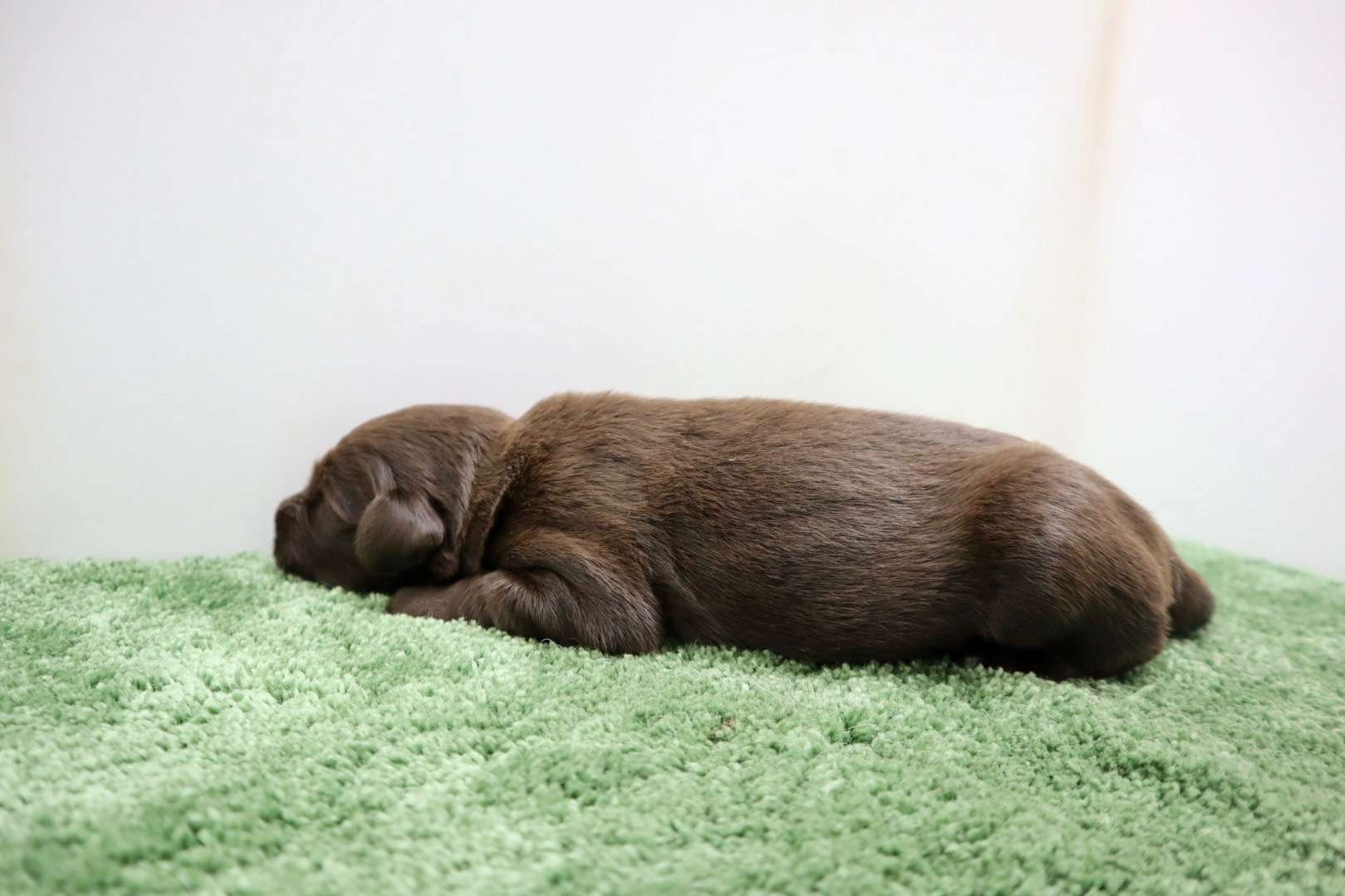 ご家族様が決まりました♪