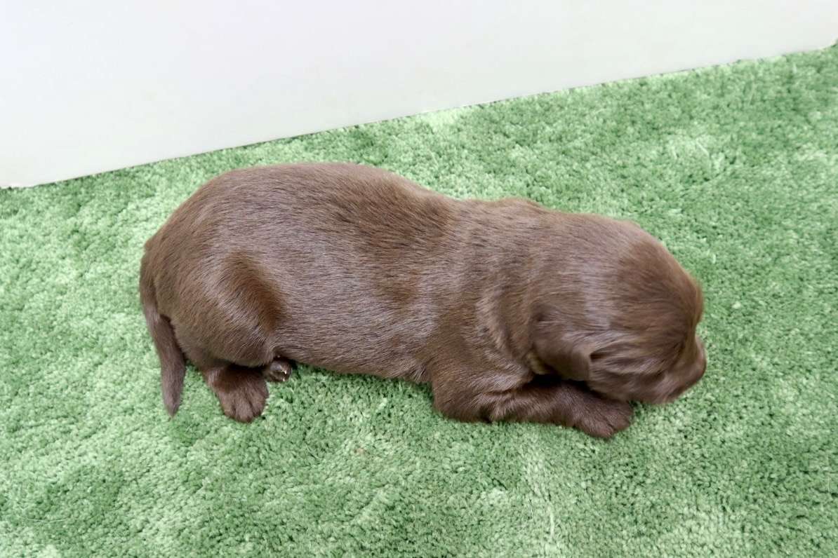 ご家族様が決まりました♪