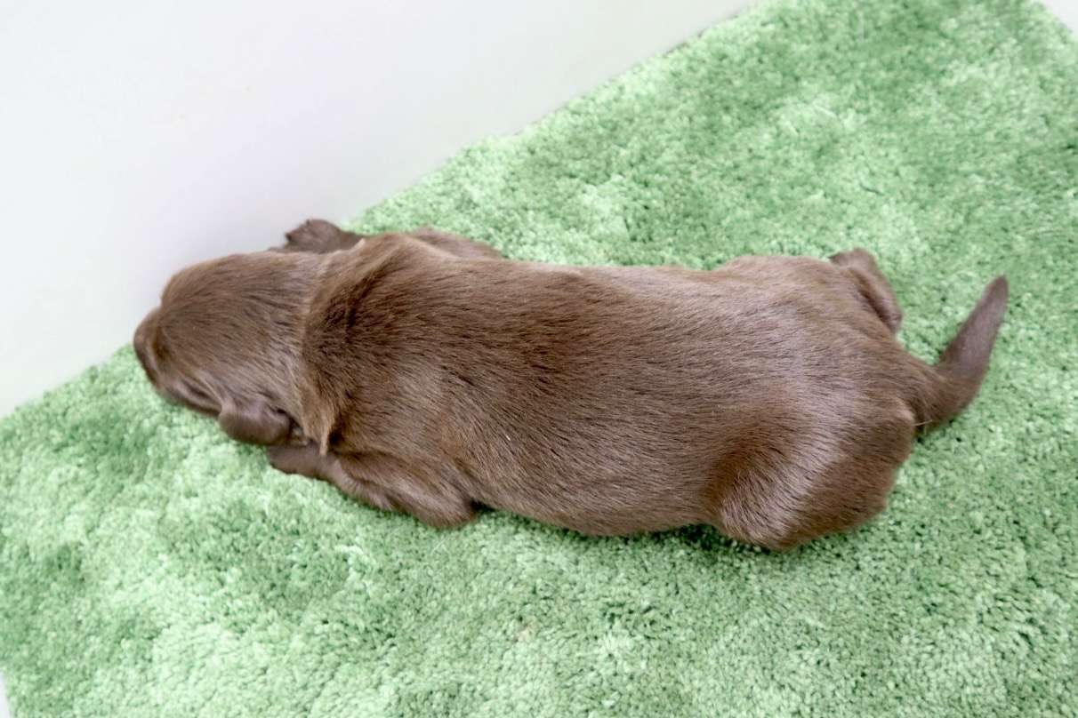 ご家族様が決まりました♪