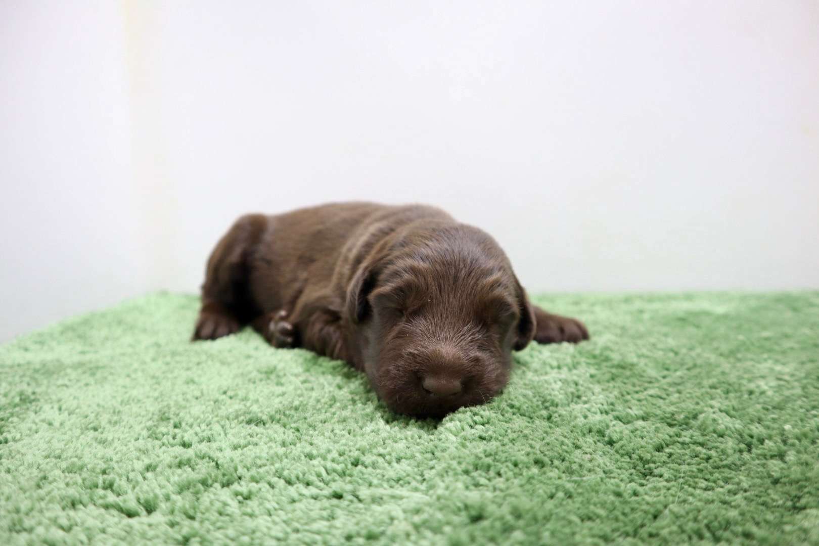 ご家族様が決まりました♪