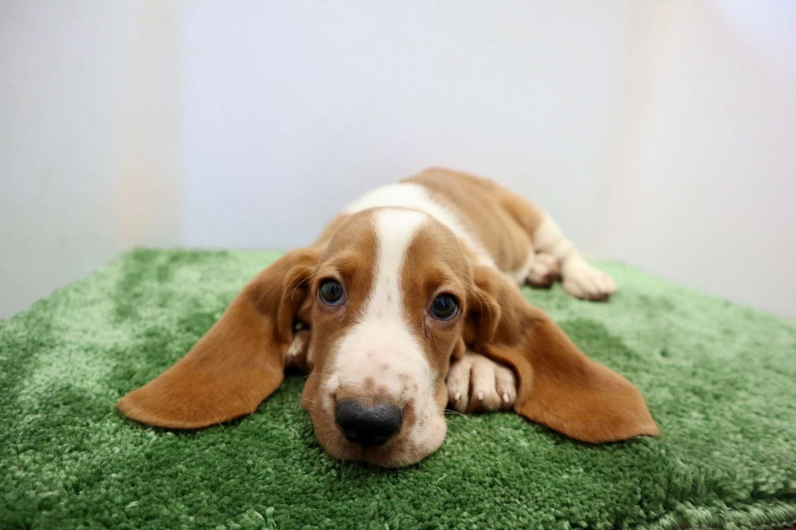 ご家族様が決まりました♪