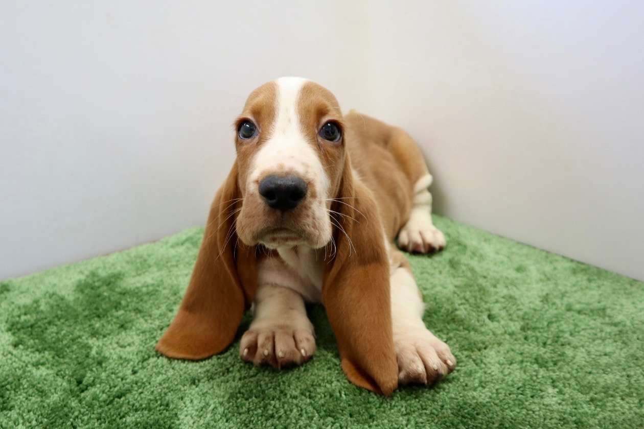 ご家族様が決まりました♪