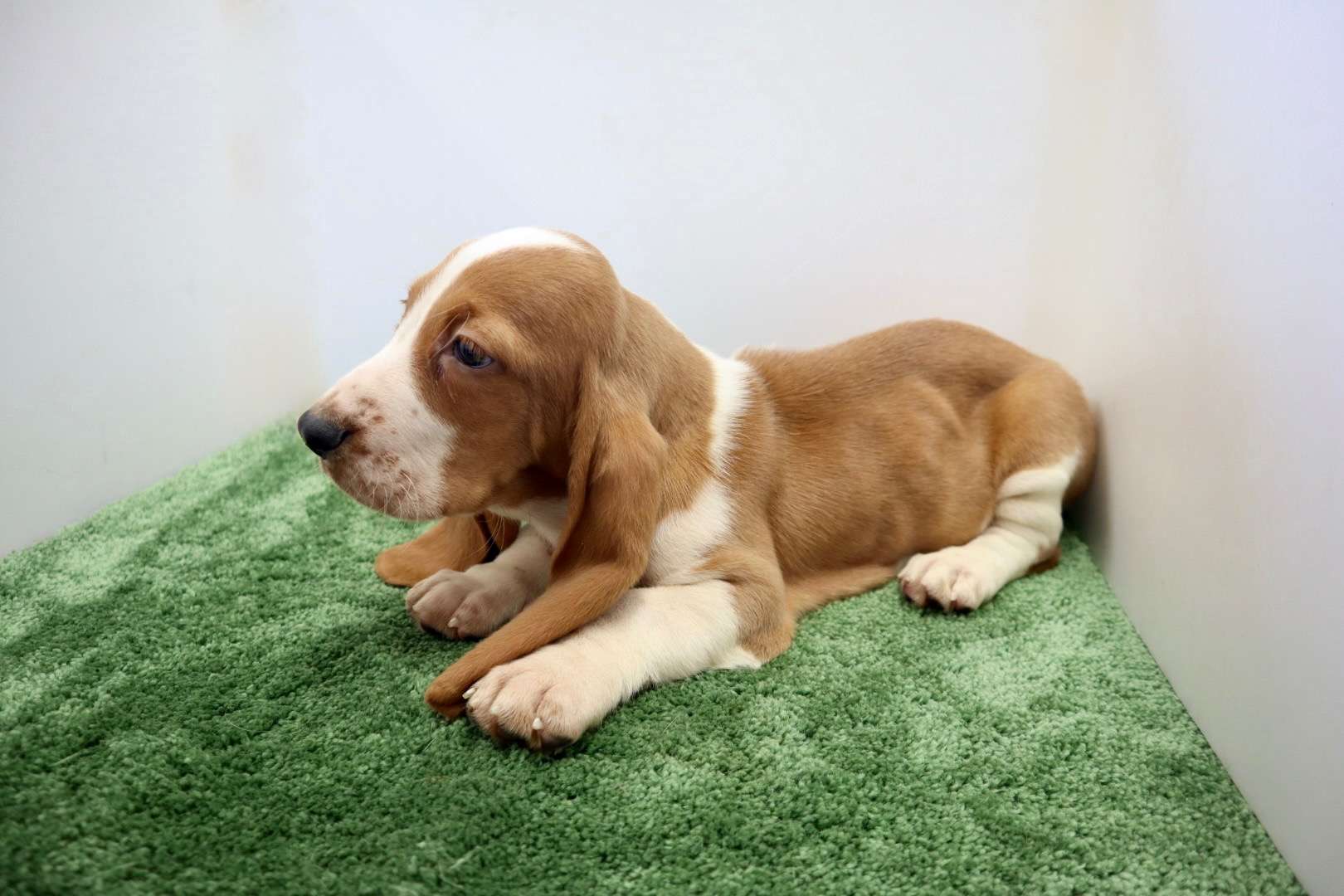 ご家族様が決まりました♪