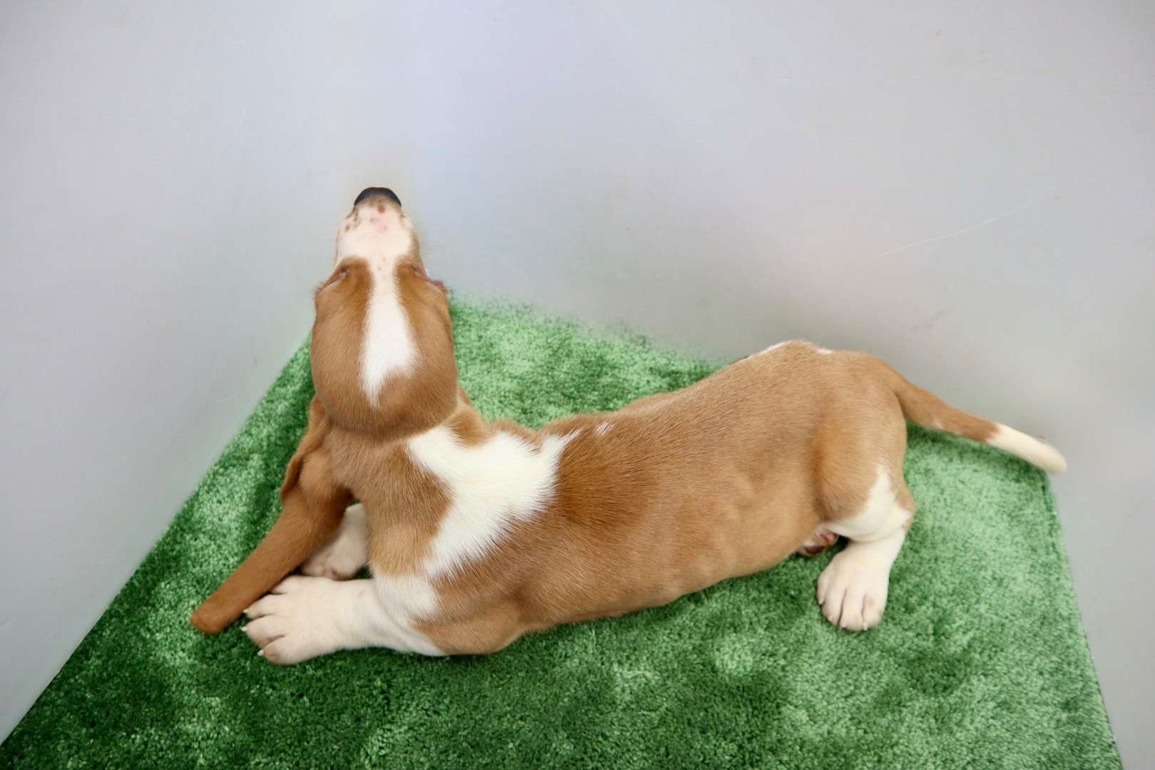 ご家族様が決まりました♪