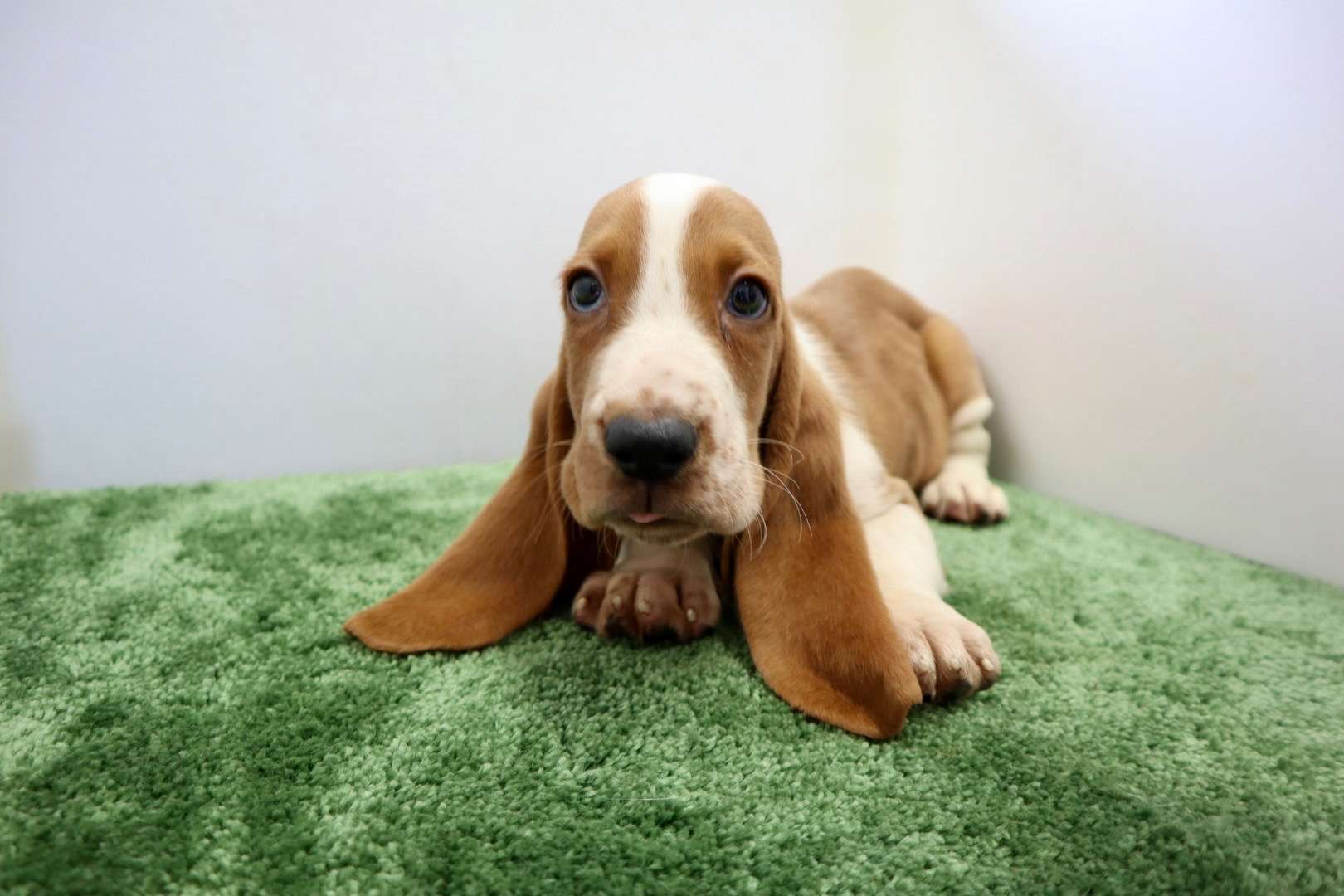 ご家族様が決まりました♪