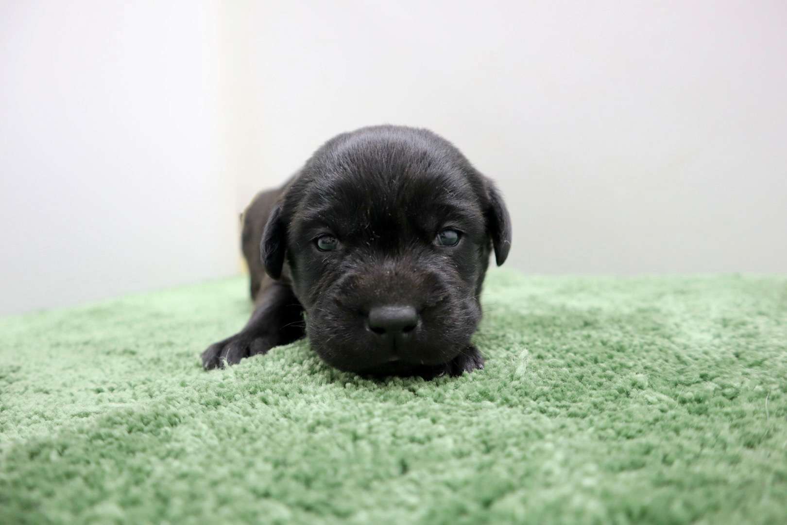 ご家族様が決まりました♪