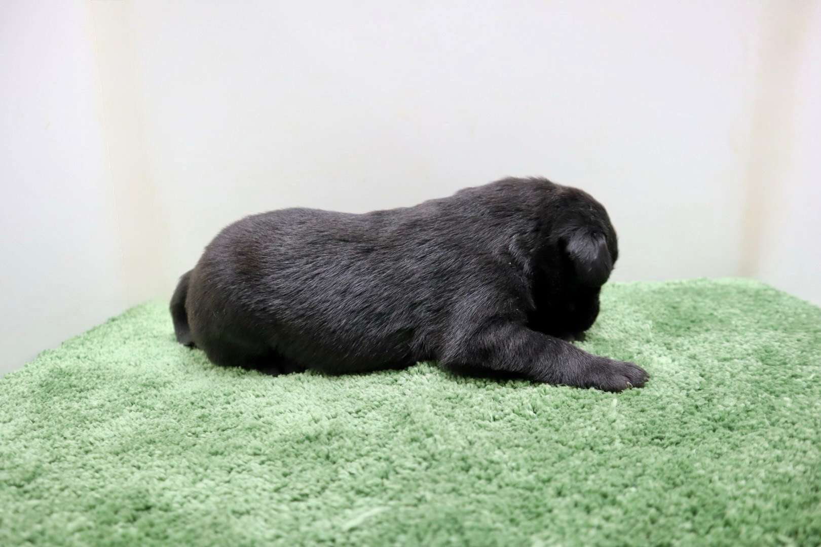 ご家族様が決まりました♪