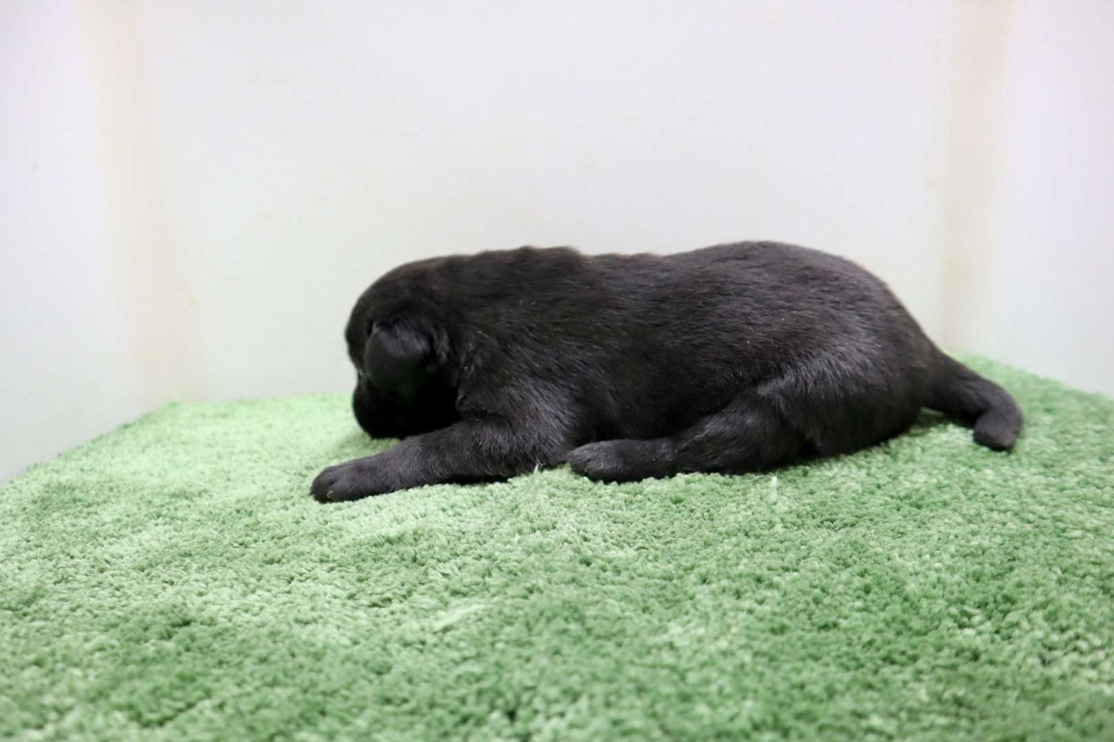 ご家族様が決まりました♪