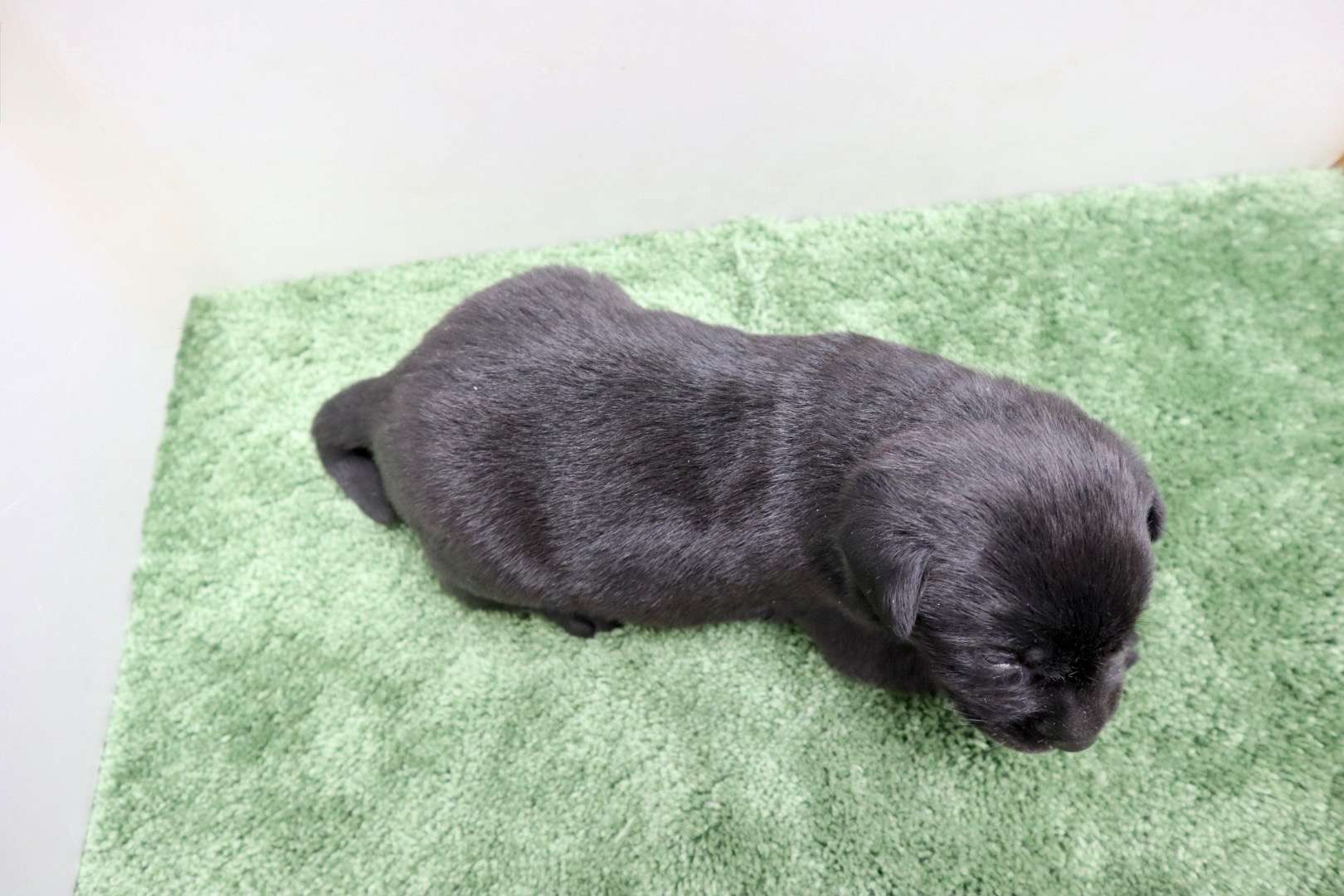 ご家族様が決まりました♪