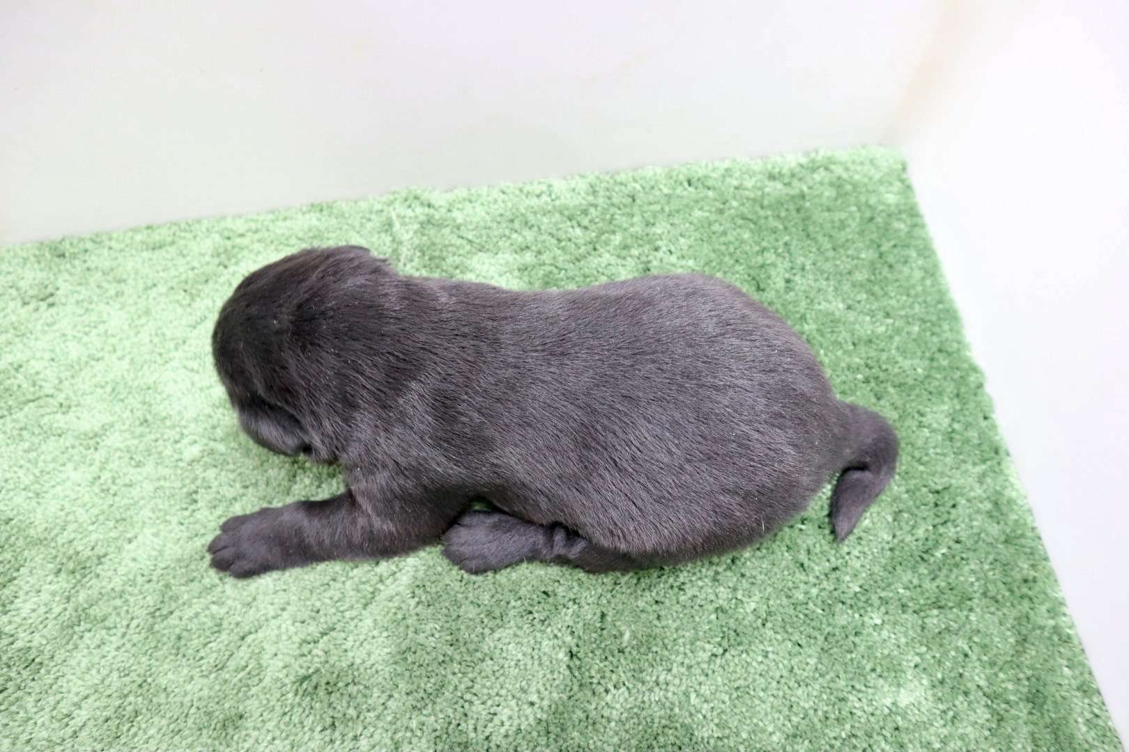 ご家族様が決まりました♪