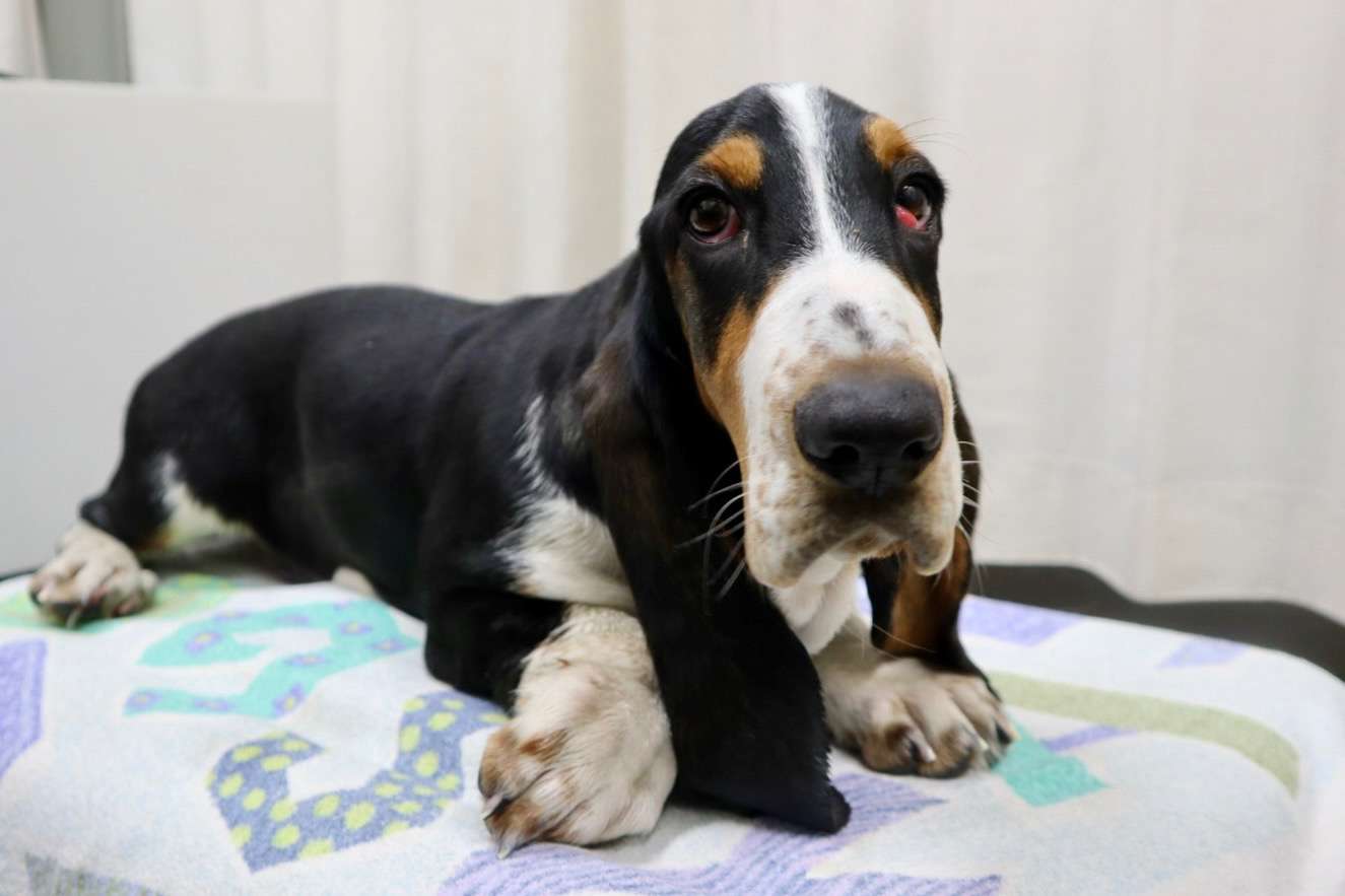 チェリーアイ(左目)ですが私生活に問題はありません。経過観察となりますので現状でのお引き渡しとなります。