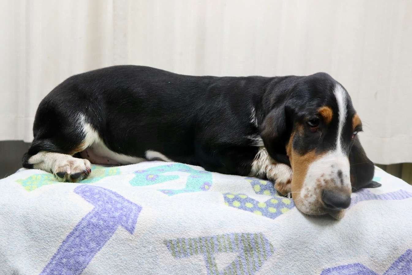 ご家族様が決まりました♪