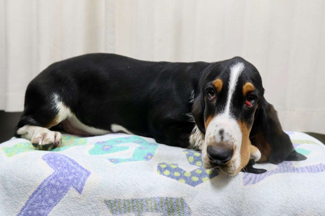 ご家族様が決まりました♪