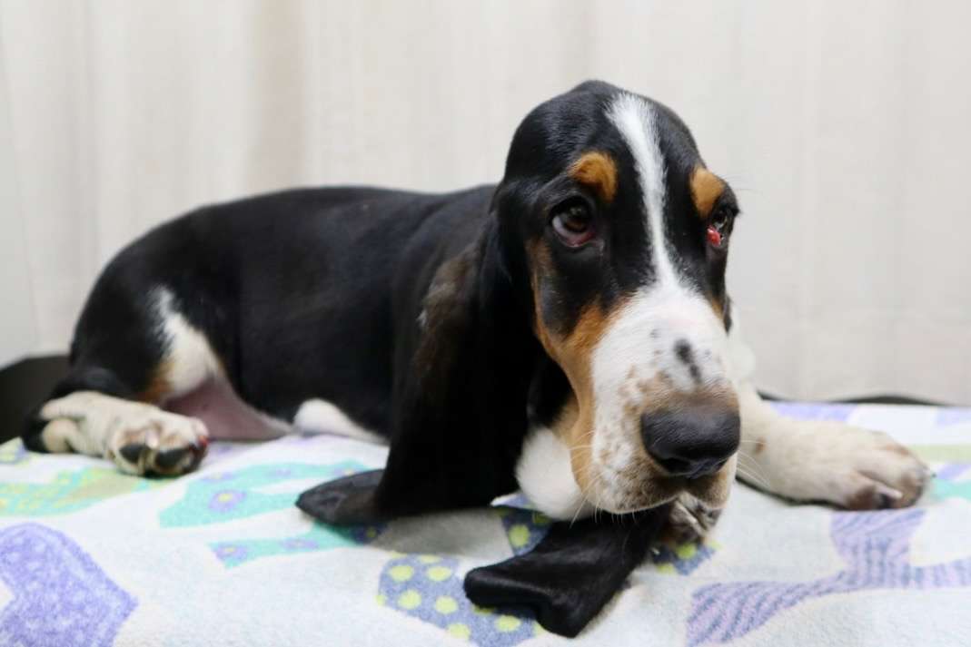 ご家族様が決まりました♪