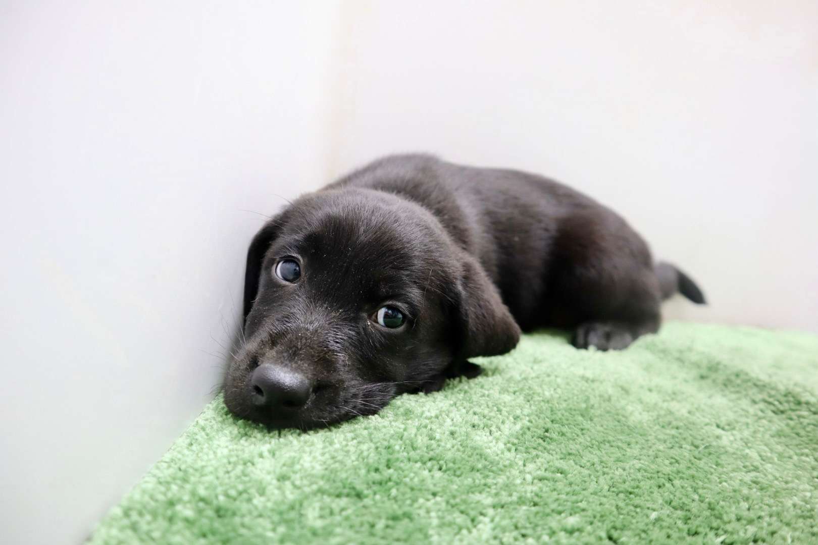 ご家族様が決まりました♪